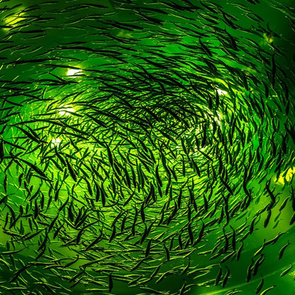 NS 500W LED Underwater Fishing Light 35,000 Lumen Night Fish Attracting Light IP68 Waterproof AC110V